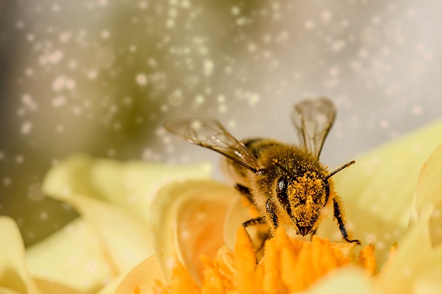 Blahodárné účinky medu
